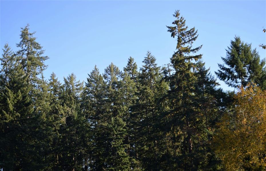 Nordmannsgran juletræ - det perfekte valg til din jul